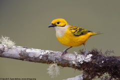 Silver-throated Tanager