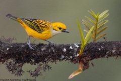 Silver-throated Tanager