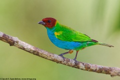 Bay-headed Tanager