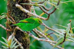 Rufous-winged Tanager