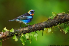 Golden-hooded Tanager