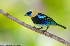 Golden-hooded Tanager