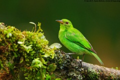 Green Honeycreeper