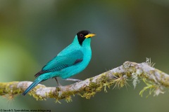 Green Honeycreeper