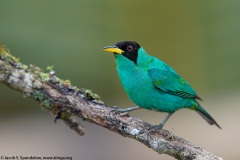 Green Honeycreeper