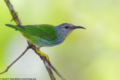 Shining Honeycreeper