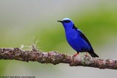 Red-legged Honeycreeper