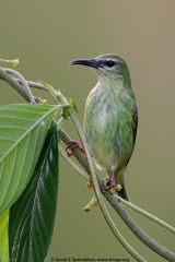 Red-legged Honeycreeper