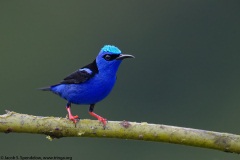 Red-legged Honeycreeper