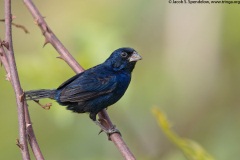 Blue-black Grassquit