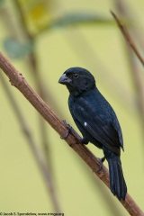 Variable Seedeater