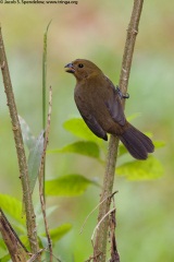 Variable Seedeater