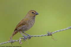 Yellow-faced Grassquit