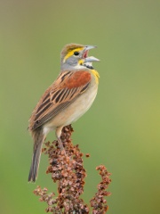 Dickcissel