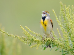 Dickcissel