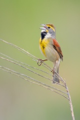 Dickcissel