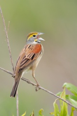 Dickcissel