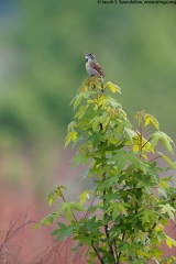 Dickcissel