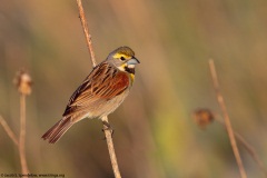 Dickcissel