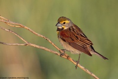 Dickcissel