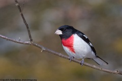 Rose-breasted Grosbeak