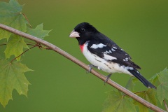 Rose-breasted Grosbeak