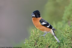 Black-headed Grosbeak