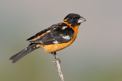 Black-headed Grosbeak