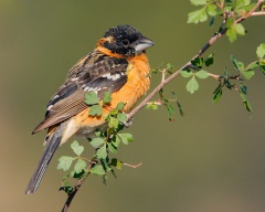 Black-headed Grosbeak