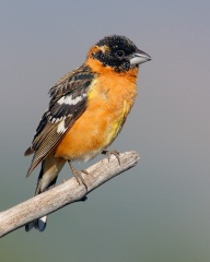 Black-headed Grosbeak