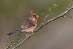 Northern Cardinal