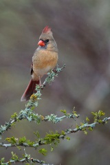 Northern Cardinal