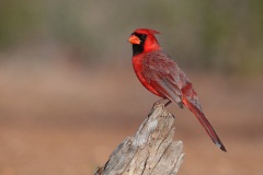 Northern Cardinal