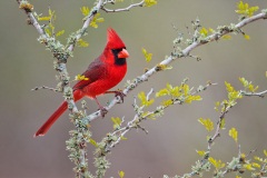 Northern Cardinal