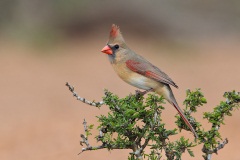 Northern Cardinal