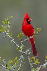 Northern Cardinal