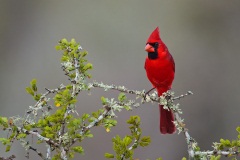 Northern Cardinal