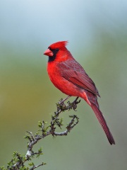 Northern Cardinal