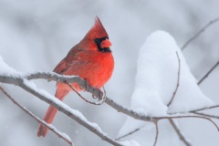 Northern Cardinal