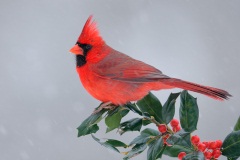 Northern Cardinal