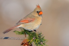 Northern Cardinal