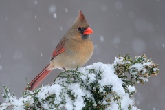 Northern Cardinal