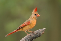 Northern Cardinal