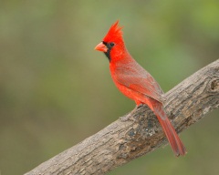 Northern Cardinal