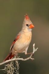 Northern Cardinal