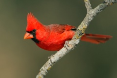 Northern Cardinal