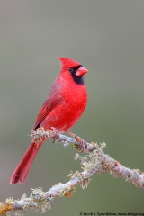 Northern Cardinal