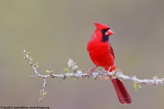 Northern Cardinal