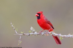 Northern Cardinal