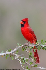 Northern Cardinal